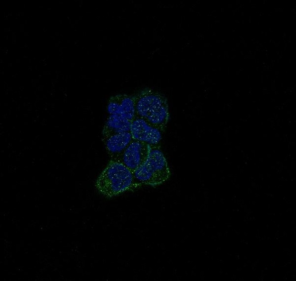 3 - Anti-ErbB (HER4) ERBB4 Rabbit Monoclonal Antibody ABO14060