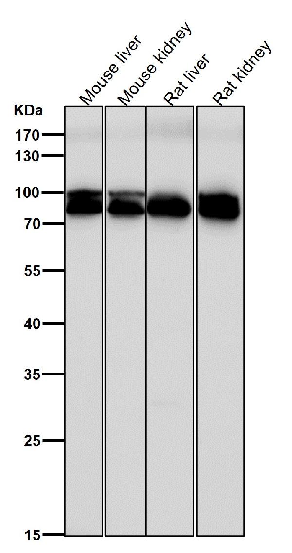 1 - Anti-Aconitase 1 ACO1 Rabbit Monoclonal Antibody ABO14061