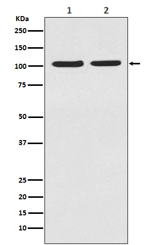 1 - Anti-HIF-2 alpha EPAS1 Rabbit Monoclonal Antibody ABO14062