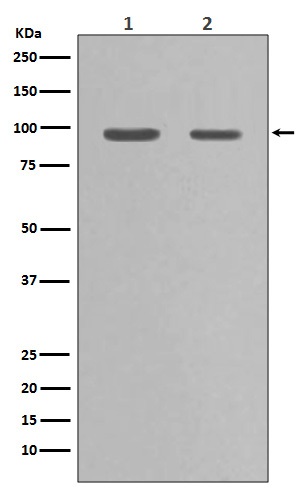 1 - Anti-Hsp90 alpha HSP90AA1 Rabbit Monoclonal Antibody ABO14063