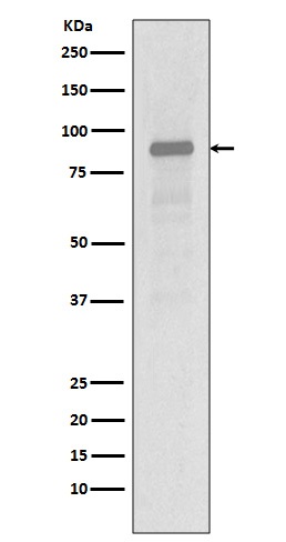 1 - Anti-Hsp90 alpha HSP90AA1 Rabbit Monoclonal Antibody ABO14064