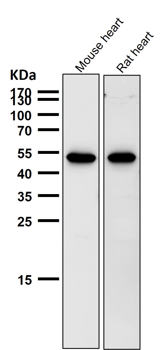 1 - Anti-Met (c-Met) Rabbit Monoclonal Antibody ABO14067