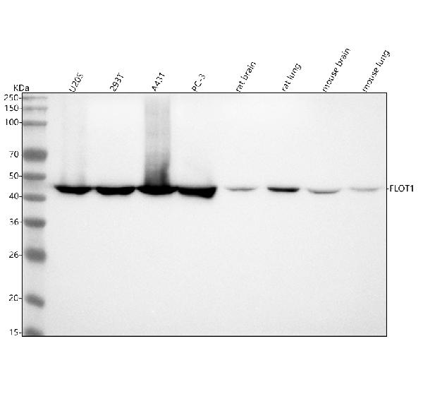 1 - Anti-Flotillin 1 FLOT1 Rabbit Monoclonal Antibody ABO14068