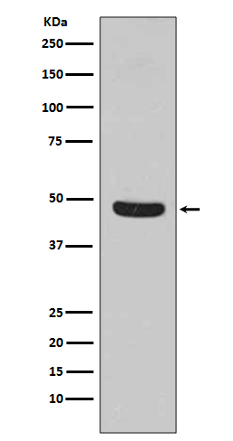 1 - Anti-Flotillin 1 FLOT1 Rabbit Monoclonal Antibody ABO14069