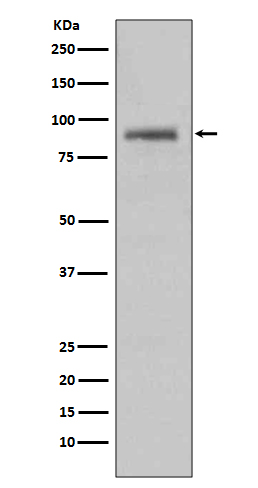 1 - Anti-Hsp90 alpha HSP90AA1 Rabbit Monoclonal Antibody ABO14072