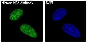 3 - Anti-Histone H2A HIST1H2AB Rabbit Monoclonal Antibody ABO14078