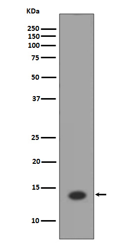 1 - Anti-Histone H2A HIST1H2AB Rabbit Monoclonal Antibody ABO14078
