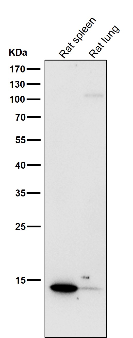 1 - Anti-Histone H2A HIST1H2AB Rabbit Monoclonal Antibody ABO14078