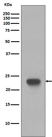 1 - Anti-CD3 epsilon Rabbit Monoclonal Antibody ABO14080