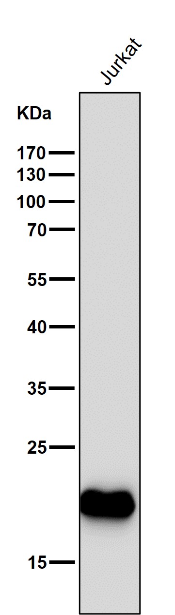 1 - Anti-CD3 epsilon Rabbit Monoclonal Antibody ABO14080