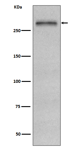 1 - Anti-Fibronectin FN1 Rabbit Monoclonal Antibody ABO14081