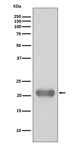 1 - Anti-Smac/Diablo Rabbit Monoclonal Antibody ABO14084
