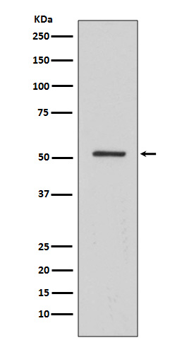 1 - Anti-HNF-4-alpha Rabbit Monoclonal Antibody ABO14086