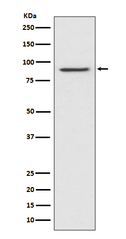 1 - Anti-STAT1 alpha Rabbit Monoclonal Antibody ABO14088