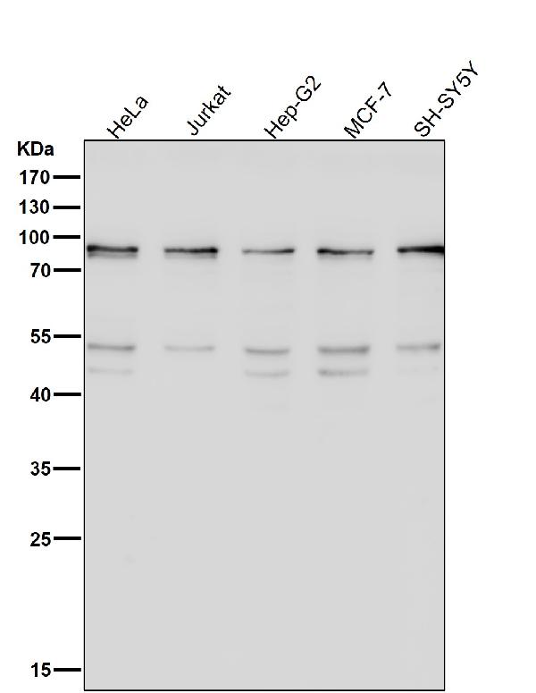 1 - Anti-STAT1 alpha Rabbit Monoclonal Antibody ABO14088