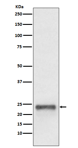 1 - Anti-Ubiquitin D UBD Rabbit Monoclonal Antibody ABO14091