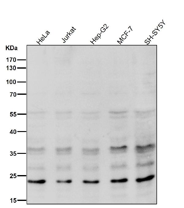 1 - Anti-Ubiquitin D UBD Rabbit Monoclonal Antibody ABO14091