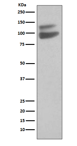 1 - Anti-VE-Cadherin Cdh5-Rabbit Monoclonal Antibody ABO14094