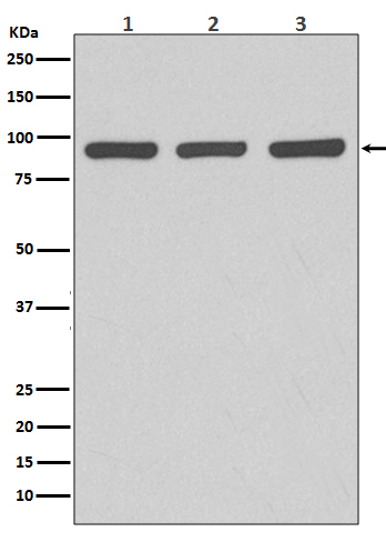 1 - Anti-Argonaute 2 AGO2 Rabbit Monoclonal Antibody ABO14097