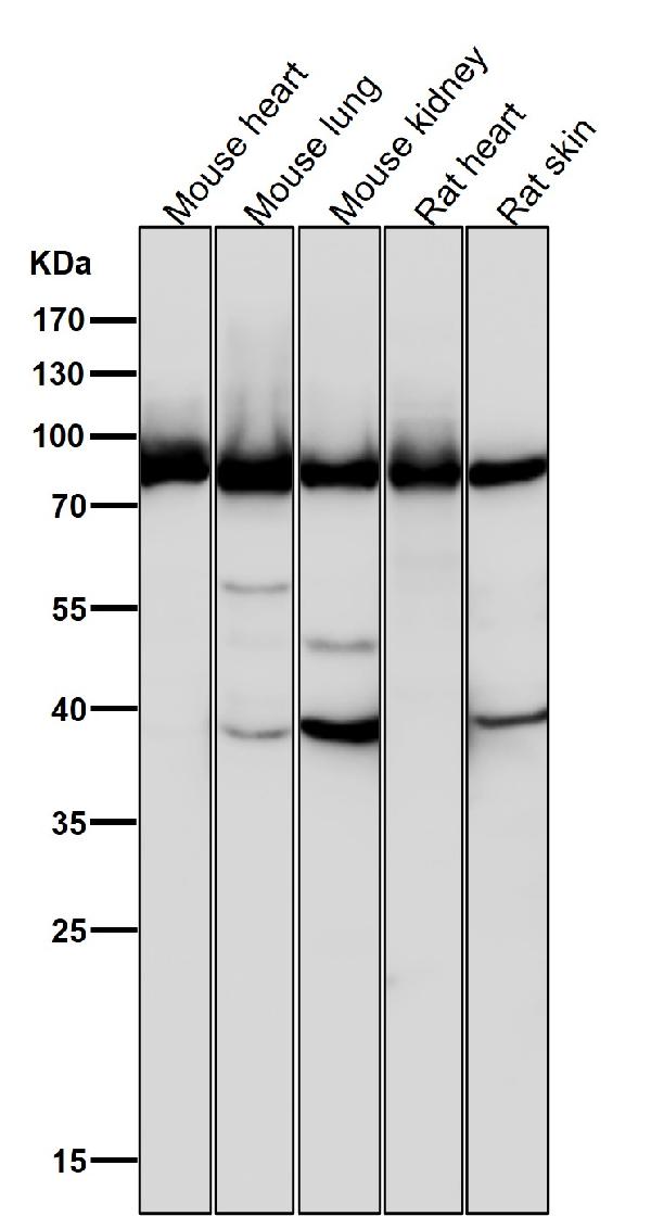 1 - Anti-Argonaute 2 AGO2 Rabbit Monoclonal Antibody ABO14097