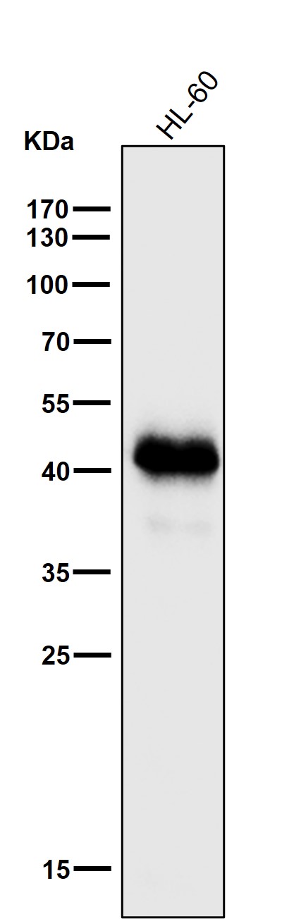 1 - Anti-MHC class I HLA-A Rabbit Monoclonal Antibody ABO14099