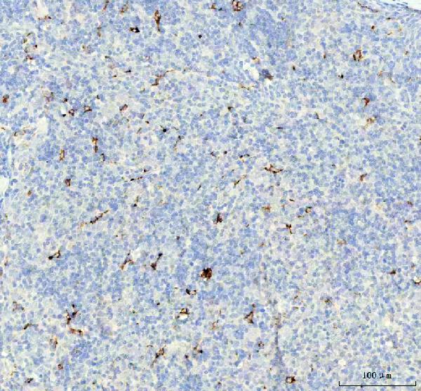 2 - Anti-Cathepsin B CTSB Rabbit Monoclonal Antibody ABO14105