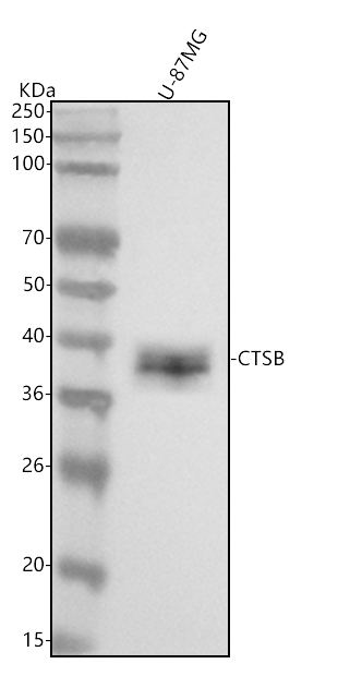 1 - Anti-Cathepsin B CTSB Rabbit Monoclonal Antibody ABO14105