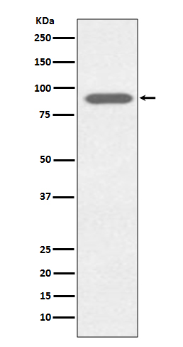 1 - Anti-Lactoferrin LTF Rabbit Monoclonal Antibody ABO14106