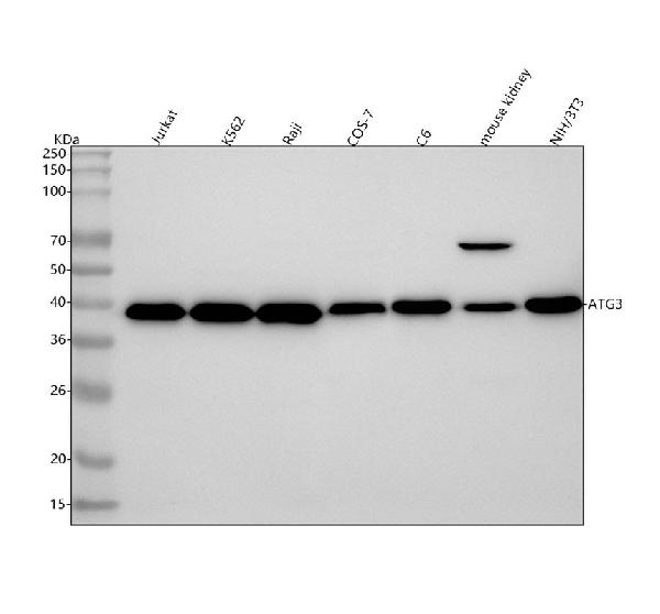 1 - Anti-Apg3 (Atg3) Rabbit Monoclonal Antibody ABO14107