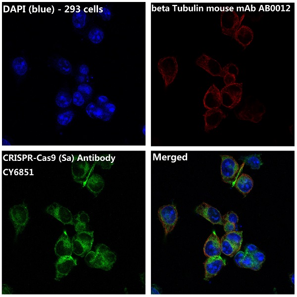 3 - Anti-CRISPR-Cas9 Rabbit Monoclonal Antibody ABO14108
