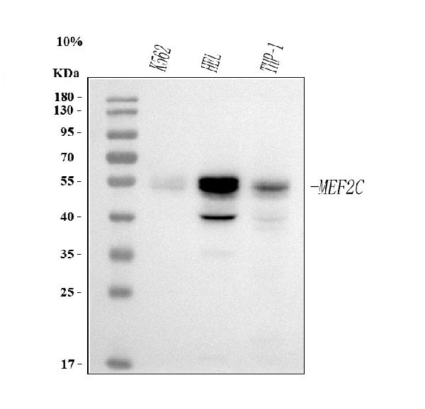 1 - Anti-MEF2A+MEF2C Rabbit Monoclonal Antibody ABO14109