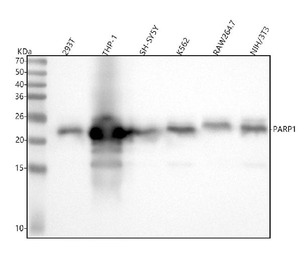 1 - Anti-Cleaved PARP PARP1 Rabbit Monoclonal Antibody ABO14112