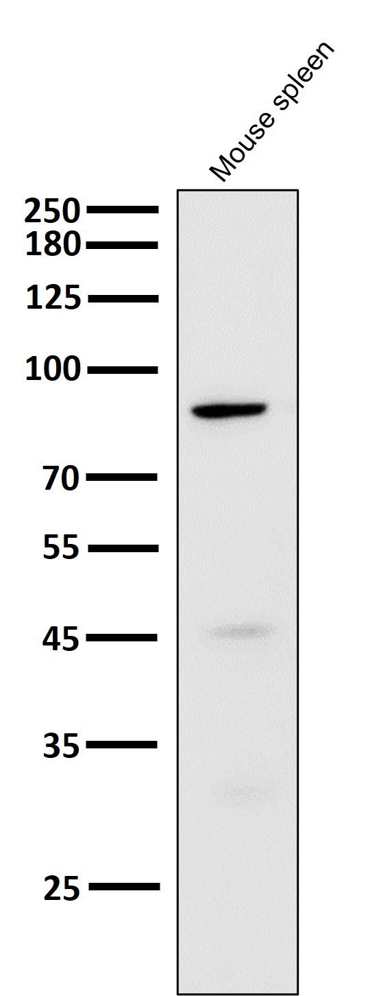 1 - Anti-Cleaved PARP PARP1 Rabbit Monoclonal Antibody ABO14115