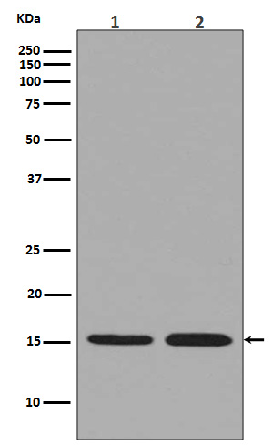 1 - Anti-Histone H3.3 H3F3A Rabbit Monoclonal Antibody ABO14122