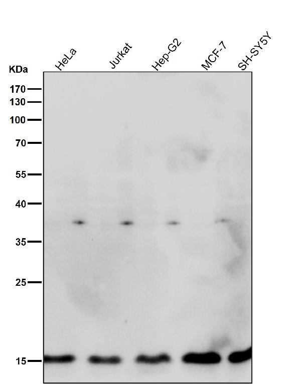 1 - Anti-Histone H3.3 H3F3A Rabbit Monoclonal Antibody ABO14122
