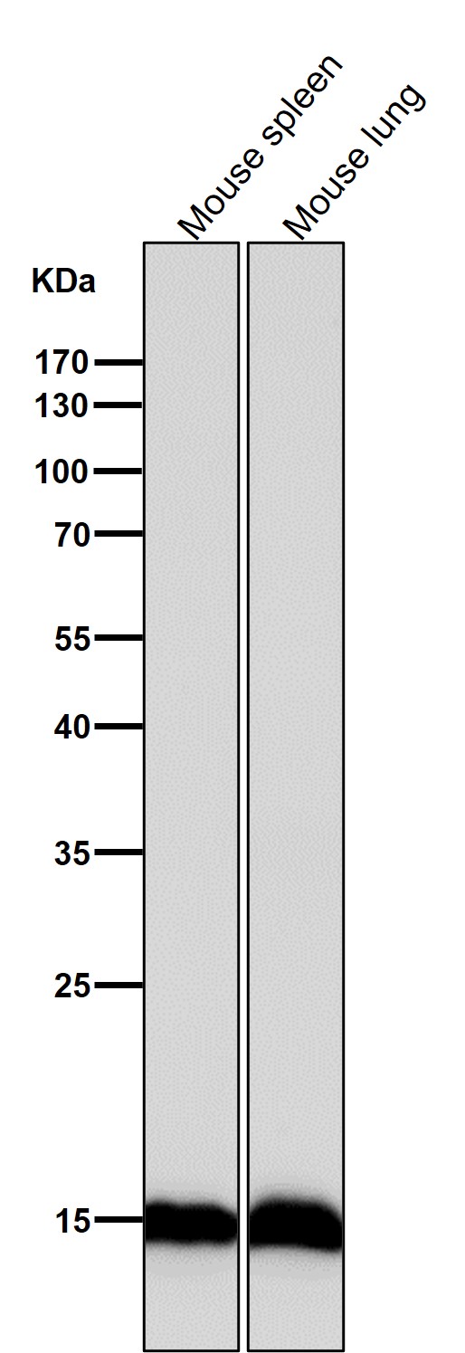 1 - Anti-Histone H3.3 H3F3A Rabbit Monoclonal Antibody ABO14122