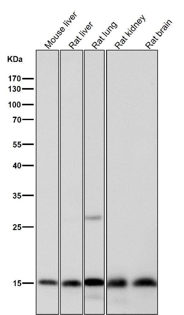 1 - Anti-Histone H3.3 H3F3A Rabbit Monoclonal Antibody ABO14122