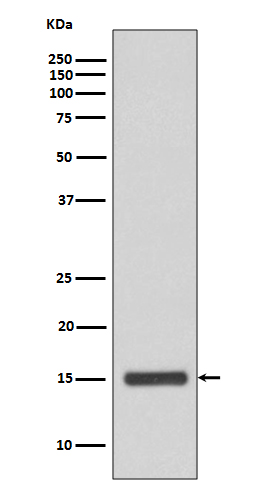 1 - Anti-Cytochrome C CYCS Rabbit Monoclonal Antibody ABO14123