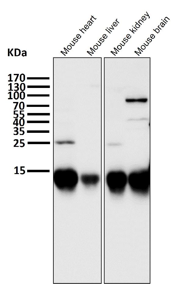 1 - Anti-Cytochrome C CYCS Rabbit Monoclonal Antibody ABO14123