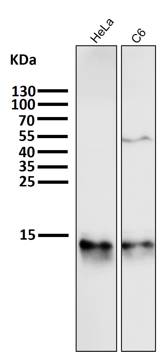 1 - Anti-Cytochrome C CYCS Rabbit Monoclonal Antibody ABO14123