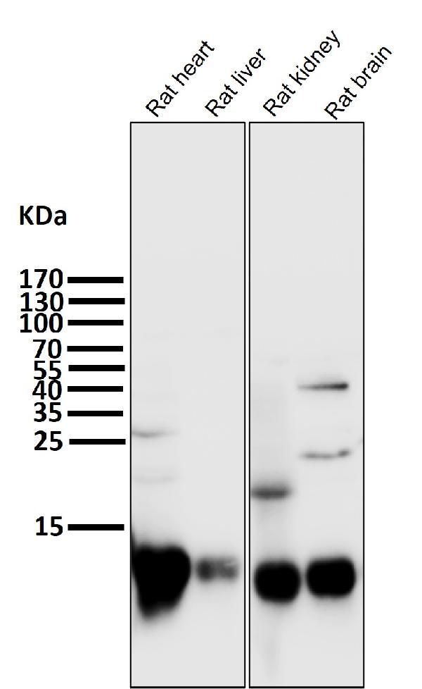 1 - Anti-Cytochrome C CYCS Rabbit Monoclonal Antibody ABO14123