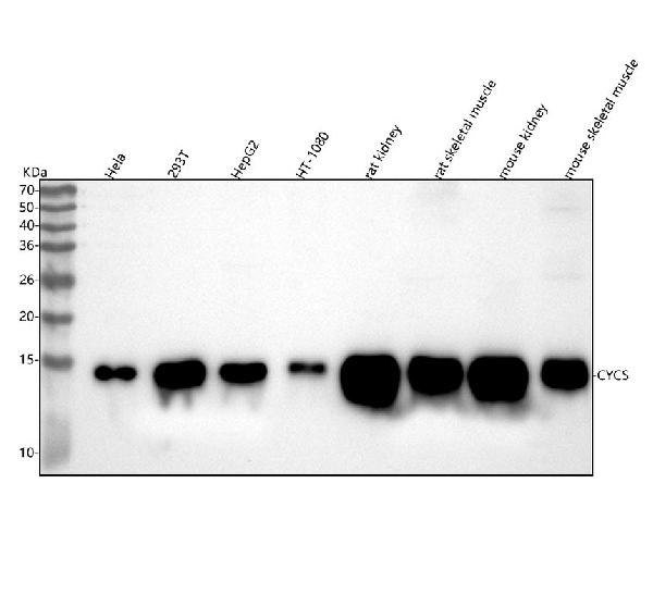 1 - Anti-Cytochrome C CYCS Rabbit Monoclonal Antibody ABO14124