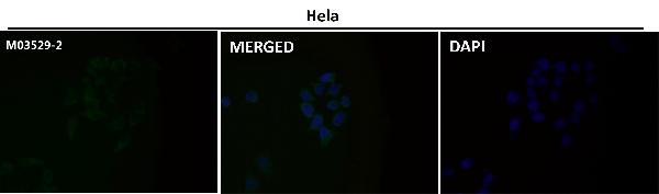 1 - Anti-Cytochrome C CYCS Rabbit Monoclonal Antibody ABO14124