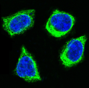 3 - Anti-Cytochrome C CYCS Rabbit Monoclonal Antibody ABO14124