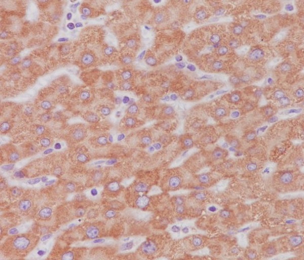 2 - Anti-Cytochrome C CYCS Rabbit Monoclonal Antibody ABO14124