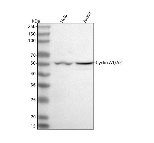 1 - Anti-Cyclin A1/A2 Rabbit Monoclonal Antibody ABO14126