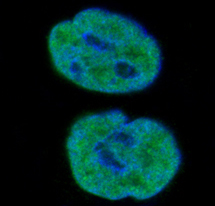 3 - Anti-Histone H1.0 H1F0 Rabbit Monoclonal Antibody ABO14127