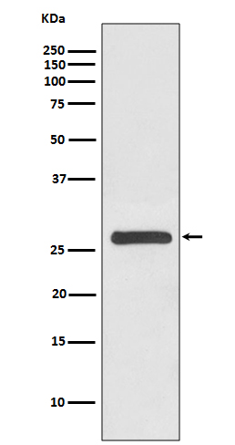1 - Anti-14-3-3 gamma YWHAG Rabbit Monoclonal Antibody ABO14128