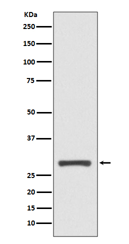 1 - Anti-14-3-3 sigma SFN Rabbit Monoclonal Antibody ABO14129