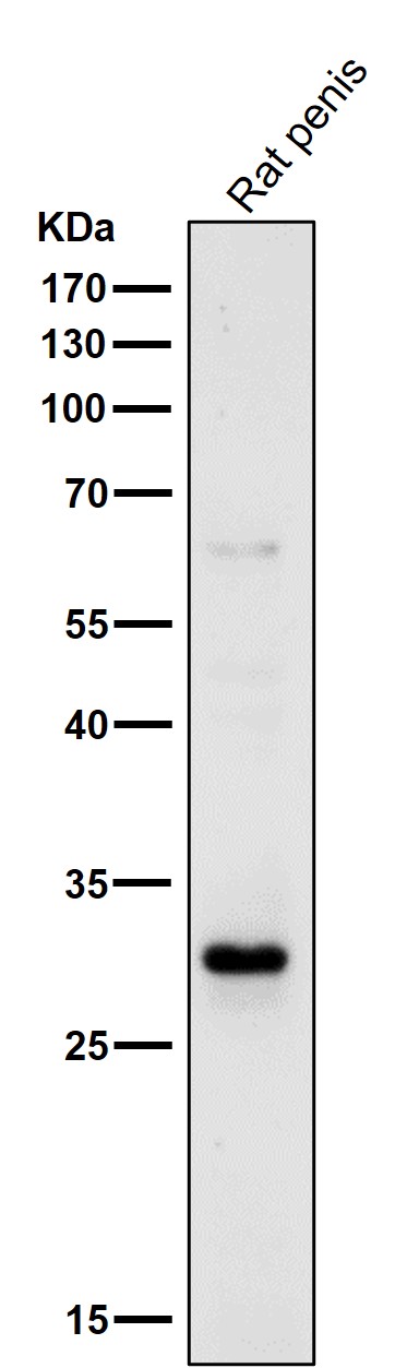 1 - Anti-14-3-3 sigma SFN Rabbit Monoclonal Antibody ABO14129
